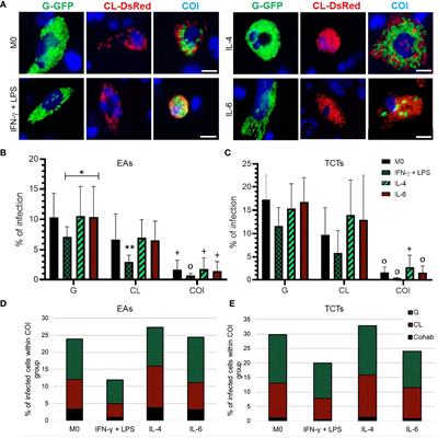 Modulation of STAT-1, STAT-3, and STAT-6 activities in THP-1 derived macrophages infected with two Trypanosoma cruzi strains